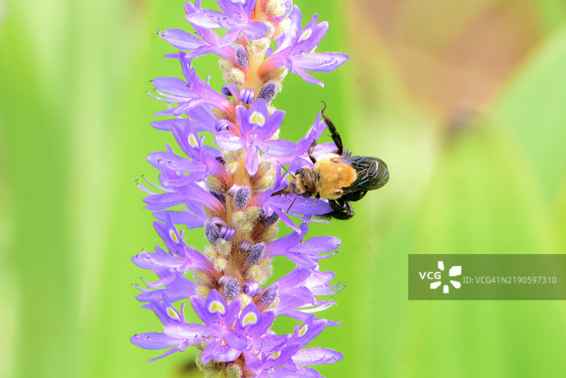 紫色水葱花上的烟囱蜜蜂特写，俄克拉荷马州塔尔萨，美国图片素材