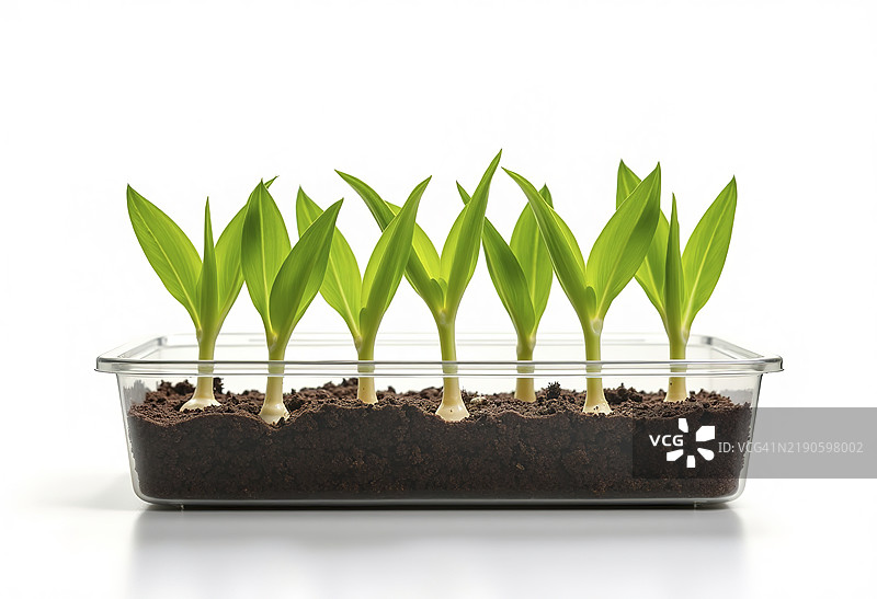 新鲜玉米芽在白色背景下的塑料容器中孤立放置图片素材