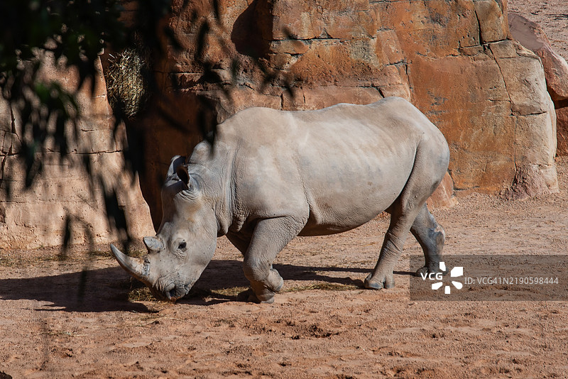 白犀牛侧面走在田野上图片素材