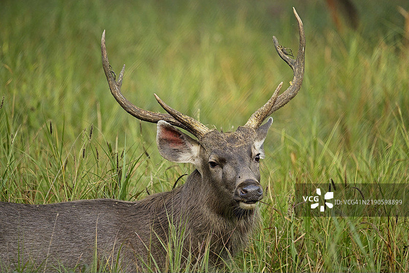 拉贾斯坦邦印度田野上的红鹿肖像图片素材