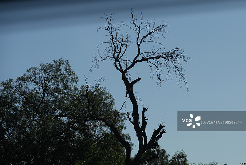 光秃的树木在晴朗的天空下的低角度视图，特佩希，墨西哥图片素材