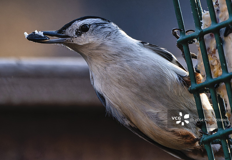 美国的山雀特写图片素材
