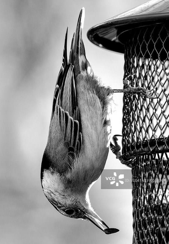 笼中鸣禽特写， 美国， 美国图片素材