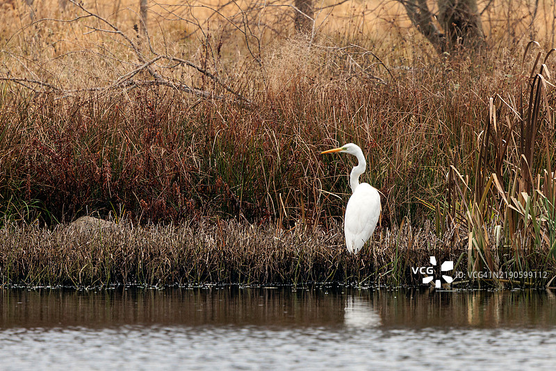白鹭在波兰的池塘中捕猎图片素材
