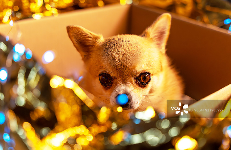 一只吉娃娃的眼睛和鼻子从圣诞纸箱中探出。图片素材