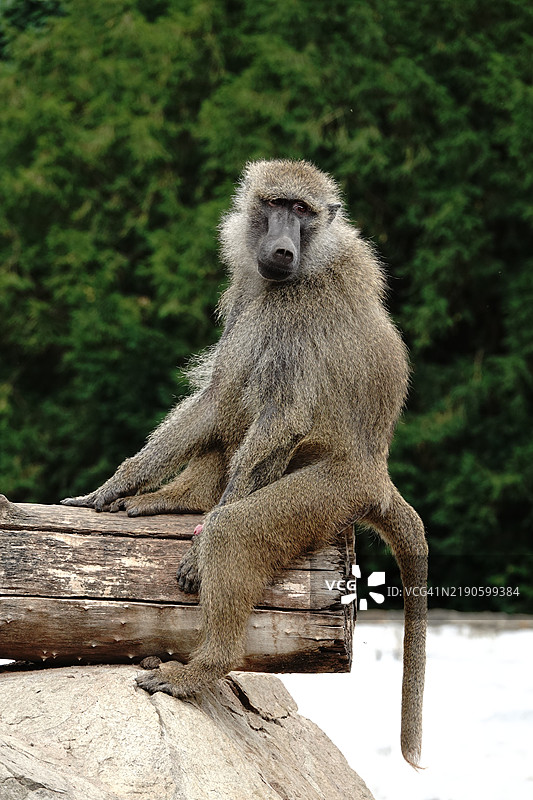 坐在树上的狒狒肖像图片素材