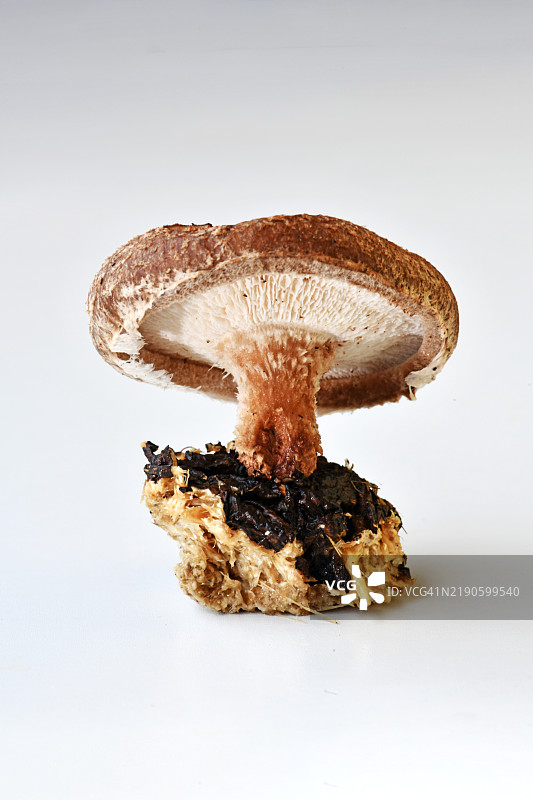 白色背景下的蘑菇特写图片素材