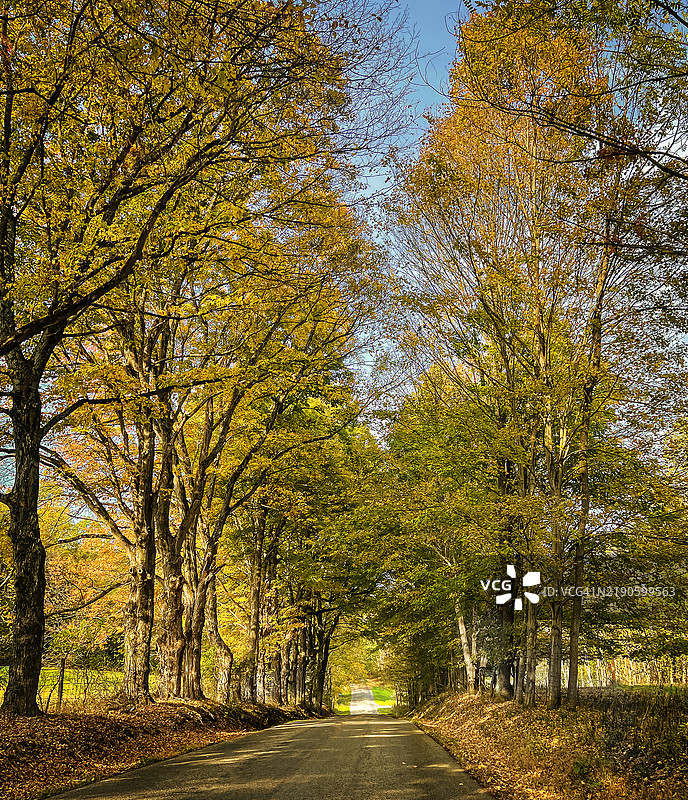 美国秋季森林中的树木图片素材
