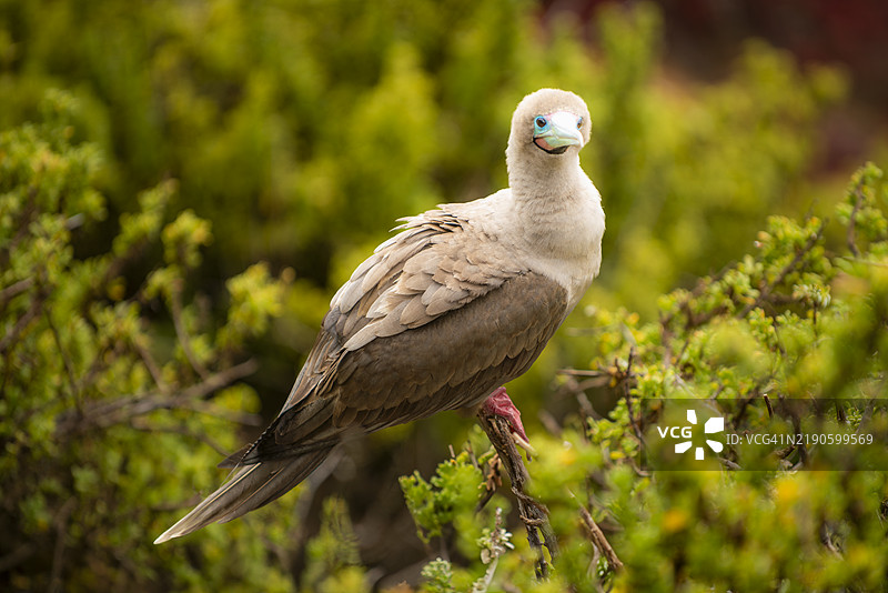 海水鸟栖息在植物上的特写镜头图片素材