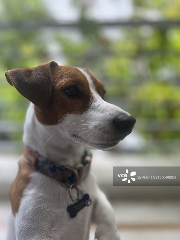 乔治亚州的犬类特写， 美国图片素材