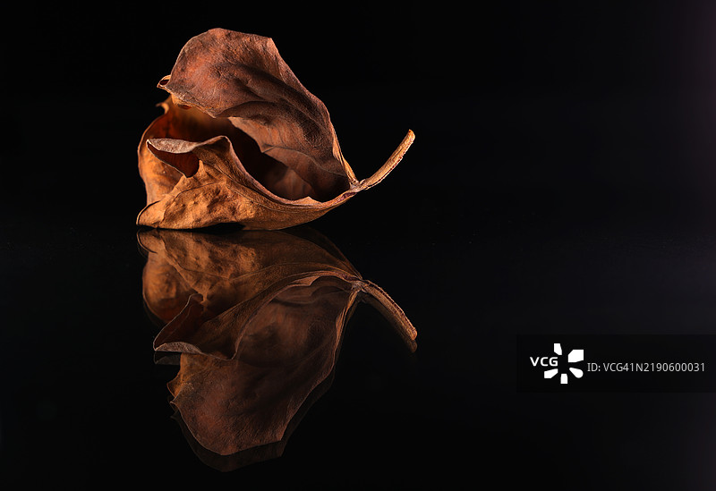 干叶子特写，背景为黑色图片素材