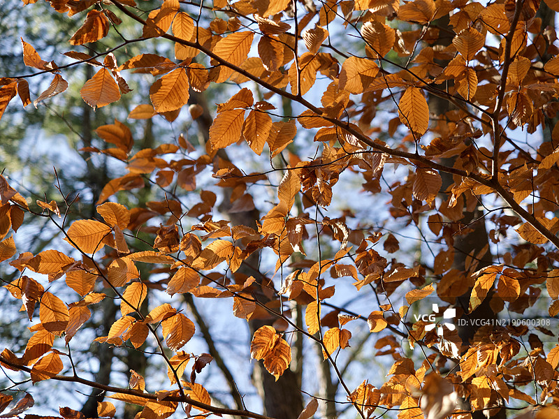 秋季的美洲山毛榉叶子 Fagus grandifolia，马萨诸塞州纳提克，美国图片素材