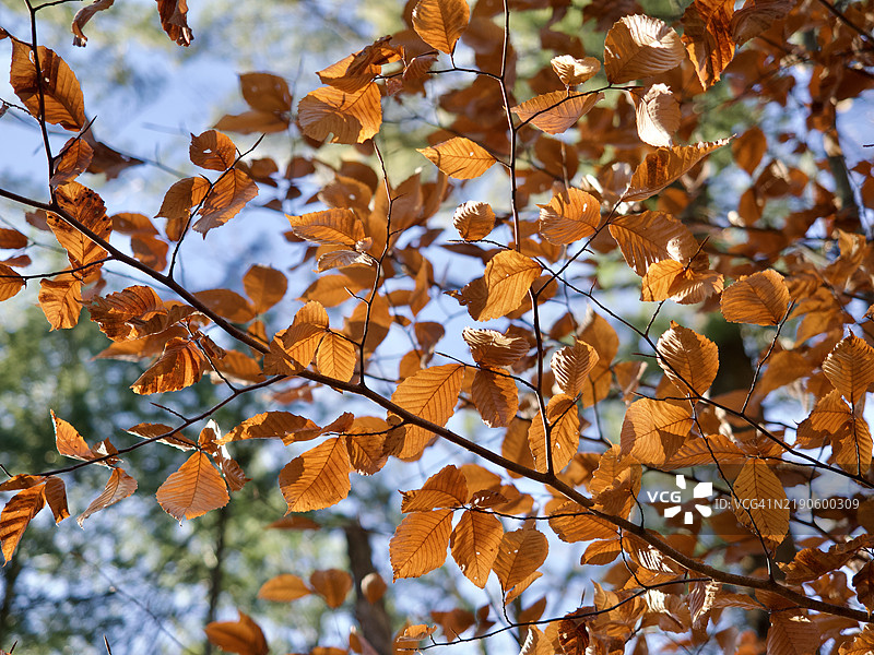 秋天的美洲山毛榉叶子 Fagus grandifolia，马萨诸塞州纳提克，美国图片素材