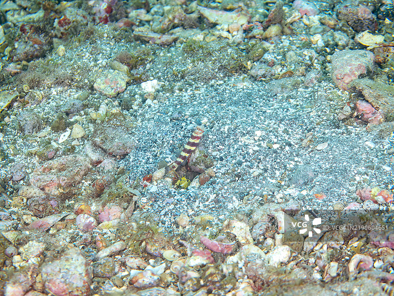 三者共存于沙地：华丽虾虎鱼（Amblyeleotris wheeleri）、 snapping shrimp（Alpheus sp.）和 Hirizohama 海滩，南伊豆，伊豆半岛，静冈县 - 2024。图片素材