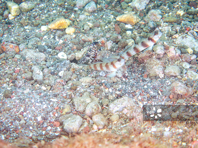 三种生物在沙滩区域共存：日本虾虎鱼（Amblyeleotris japonica）、蓝花虾虎鱼（Ptereleotris hanae）和虎虾（Alpheus bellulus）。静冈县南伊豆伊豆半岛的平藏滨海滩 - 2024年。图片素材