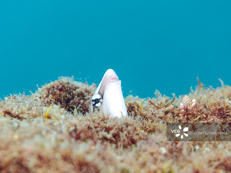 一只可爱的南方假清洁鱼，拟态鳚，Aspidontus taeniatus taeniatus，从洞里探出头来。静冈县南伊豆半岛中木的平藏滨海滩 - 2024年。图片素材