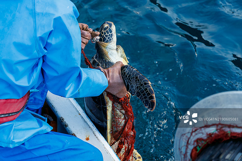 绿海龟,绿海龟,绿海龟(Chelonia mydas)。之后,他们愉快地返回了大海。一位渔民请我为他拍照,我被允许陪他乘船用虾笼捕鱼。图片素材