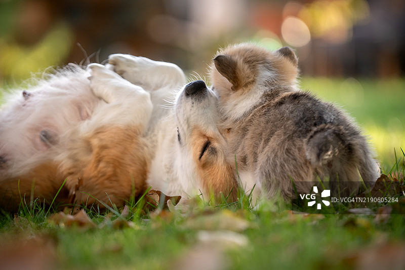 威尔士彭布罗克柯基犬母亲与她的小狗玩耍图片素材