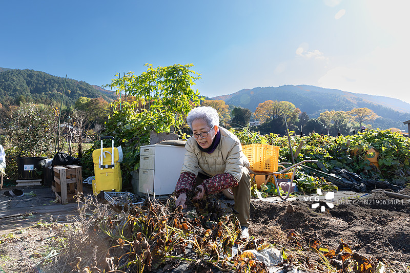 一位年长女性在农场工作时感到愉快图片素材