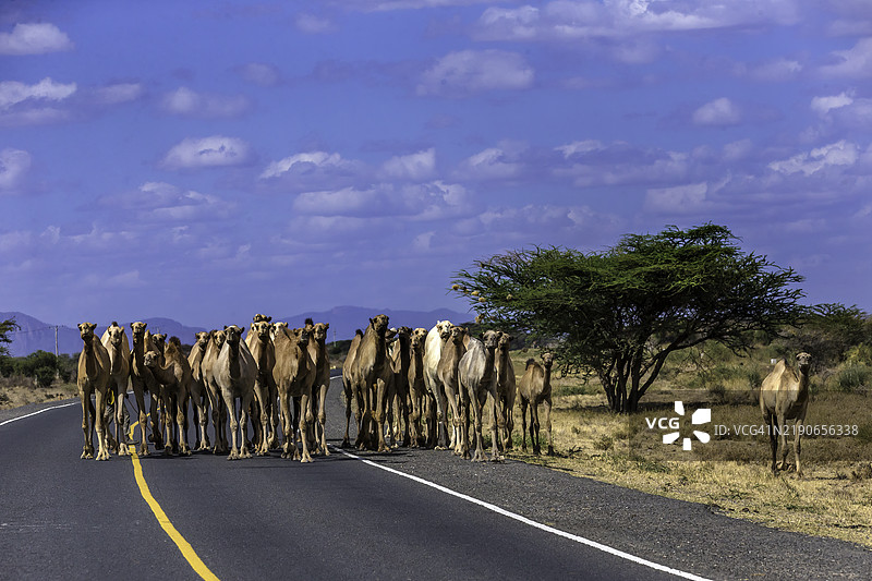 北肯尼亚的骆驼群。图片素材