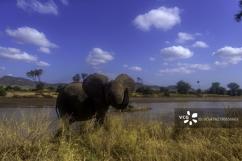 桑布鲁的非洲象。图片素材