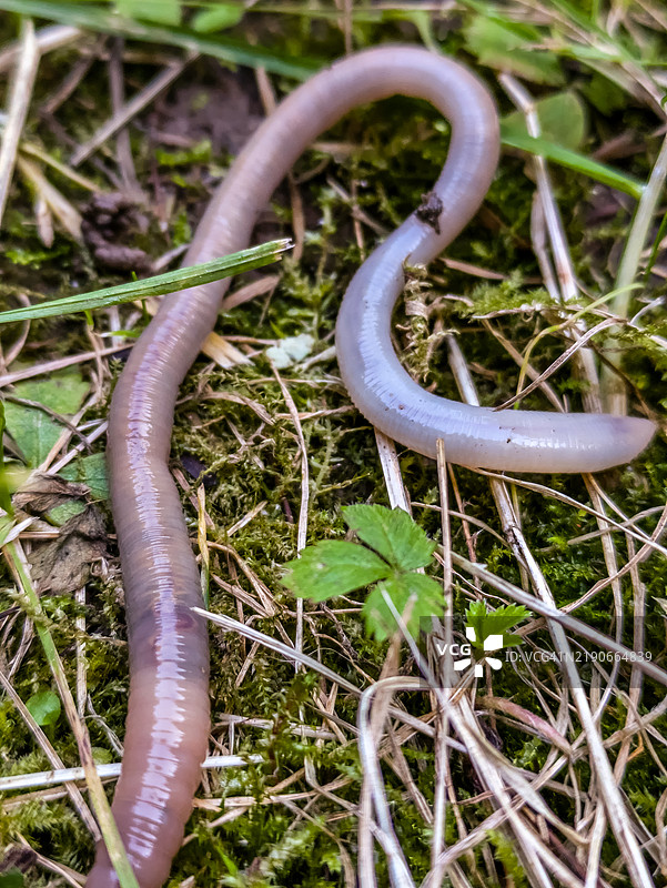 蚯蚓的特写镜头图片素材