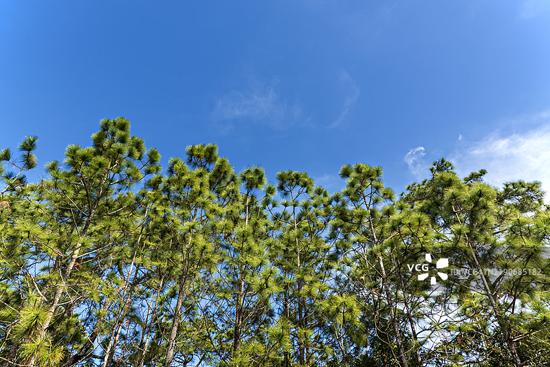 松树与蓝天的景色。图片素材