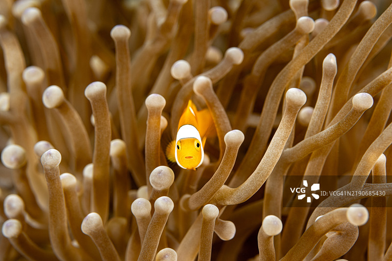 幼年假小丑鱼（Amphiprion ocellaris）在注视着你，位于印度尼西亚伦贝海峡。图片素材