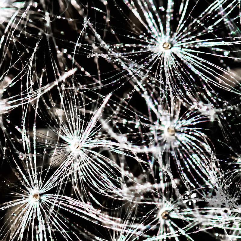 复杂的蒲公英种子图片素材