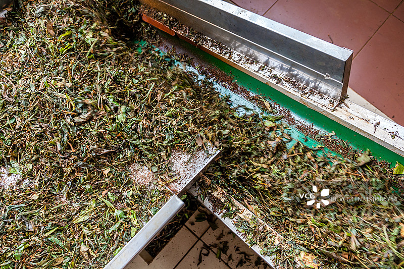 在茶厂挑选茶叶图片素材