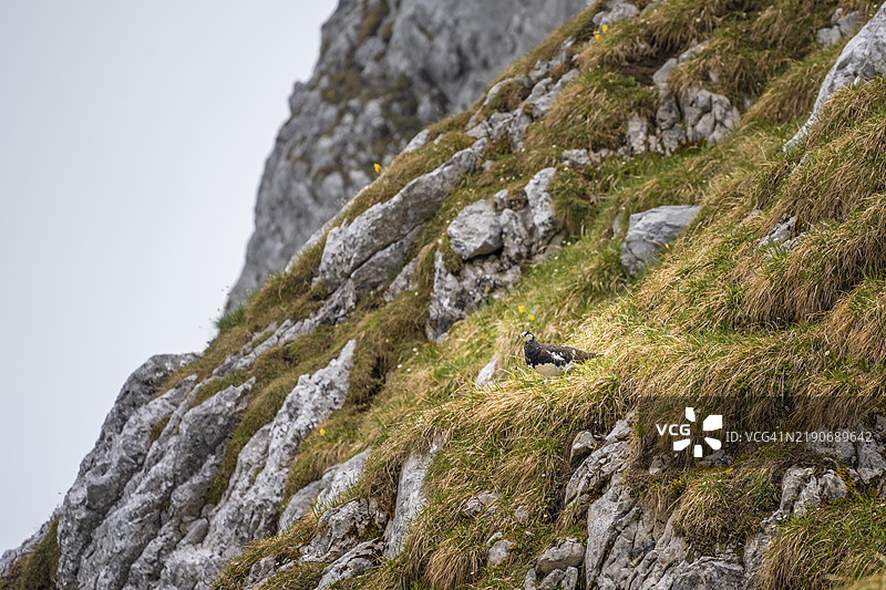 雪鹤，维尔德凯瑟，凯瑟山脉，蒂罗尔，奥地利，欧洲图片素材