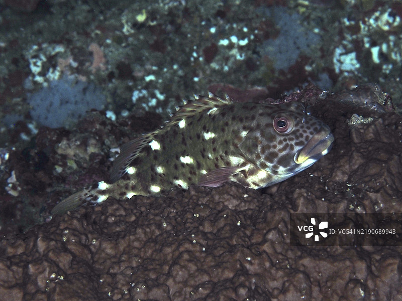 伪装的巨型珊瑚守护者（Cirrhitus pinnulatus），珊瑚守护者，躺在黑色珊瑚上，潜水地点：加马特湾，努沙切宁安，努沙佩尼达，巴厘岛，印度尼西亚，亚洲图片素材