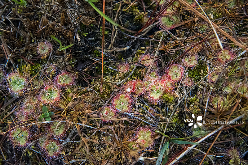 一丛捕虫草或阳光露珠植物。图片素材