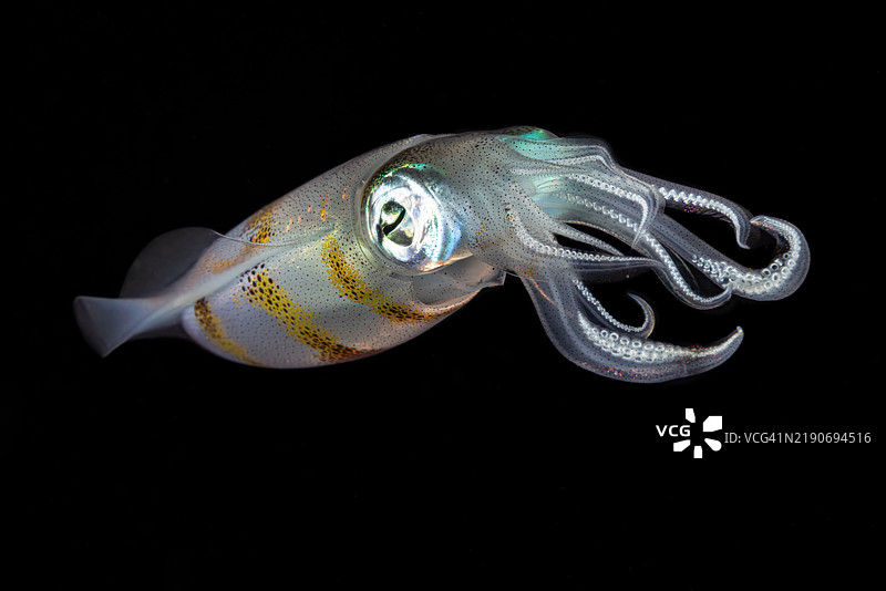 夜间的巨鳍礁鱿鱼（Sepioteuthis lessoniana），印度尼西亚伦贝海峡图片素材