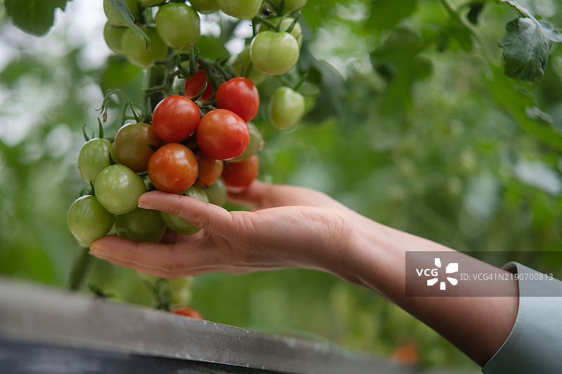 亚洲女性在温室中采摘番茄图片素材