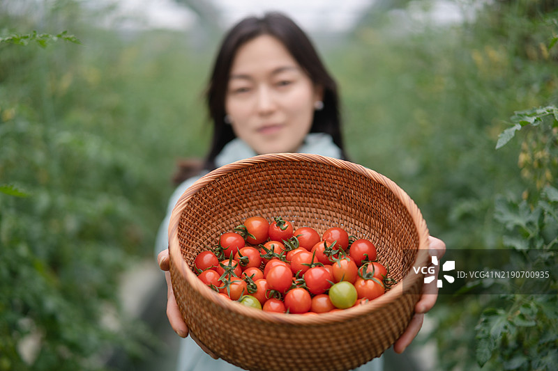 亚洲女性在温室中采摘番茄图片素材