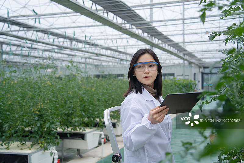 在温室中穿着实验室外套的亚洲女性农学家使用数字平板电脑工作图片素材