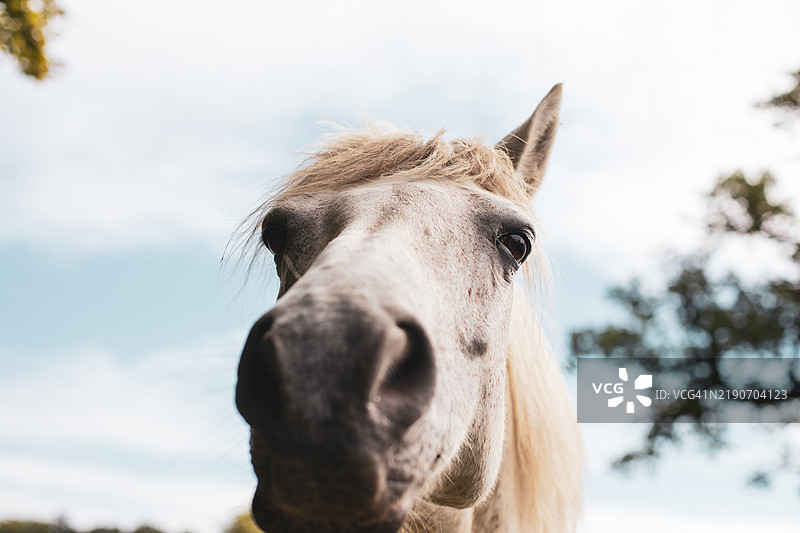 凝视的马特写图像图片素材