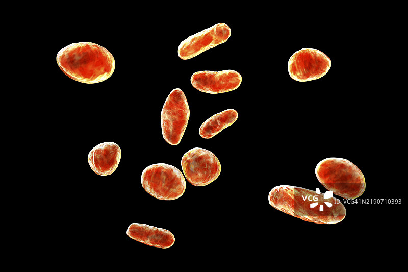 罗氏牙龈菌插图图片素材