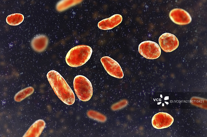 罗氏牙龈菌插图图片素材