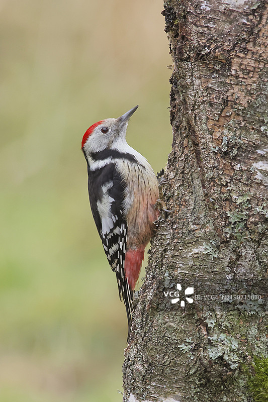 中斑啄木鸟（Dendrocopos medius），红色、黑色和白色羽毛，栖息在白桦树干上，野生动物，啄木鸟，鸟类，自然摄影，秋季，诺因基兴，齐格兰，北莱茵-威斯特法伦，德国，欧洲图片素材