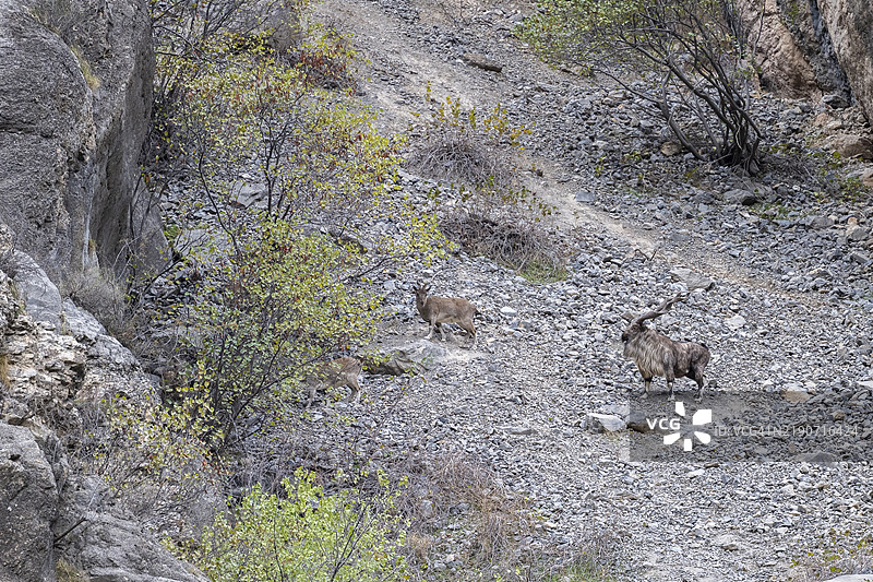 螺角山羊（Capra falconeri），马尔科尔，潘杰谷，戈尔诺-巴达赫尚省，塔吉克斯坦，中亚，亚洲图片素材