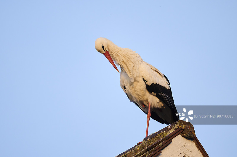 白鹳（Ciconia ciconia）站在屋顶上，德国巴伐利亚，欧洲图片素材