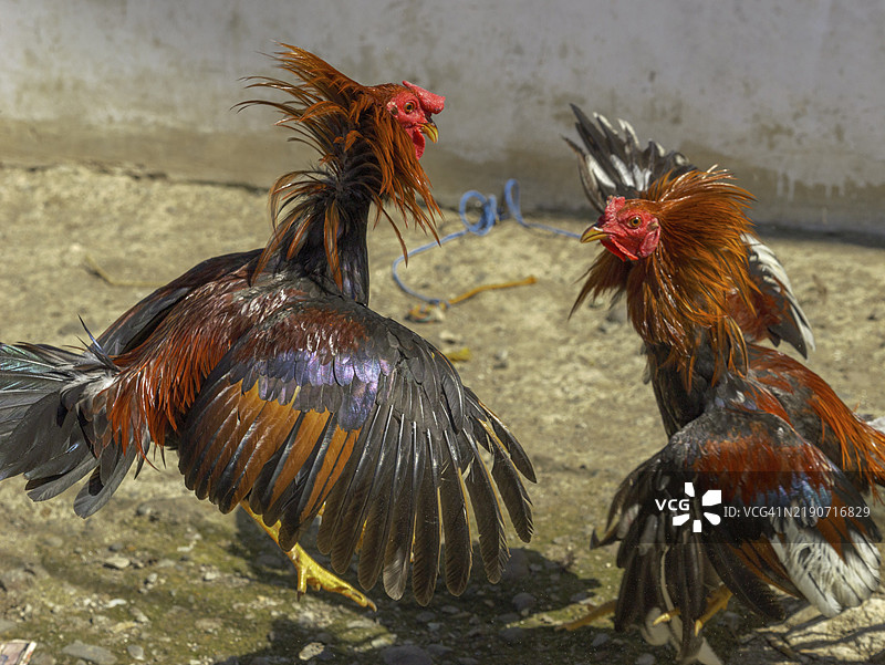 斗鸡，兰特帕，托拉查，苏拉威西，印度尼西亚，亚洲图片素材