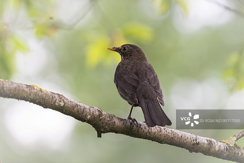 黑鸫（Turdus merula）雌性，棕色，站在粗壮的树枝上，专注地向左看，喙部部分被土壤覆盖，背景为柔和的粉绿和黄色，因个别叶子而模糊，罗姆贝格公园，德国多特蒙德，北莱茵-威斯特法伦州图片素材