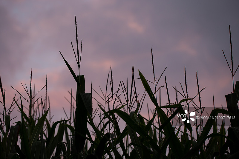 日落时分的玉米田剪影图片素材
