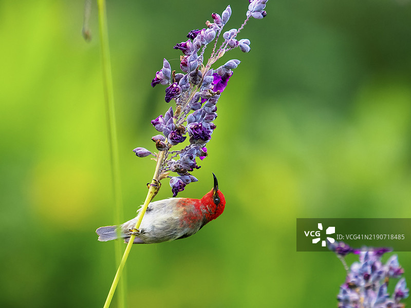 苏拉威西蜜鸟（Myzomela chloroptera）在花伞上栖息的小红鸟，苏拉威西，印度尼西亚，亚洲图片素材