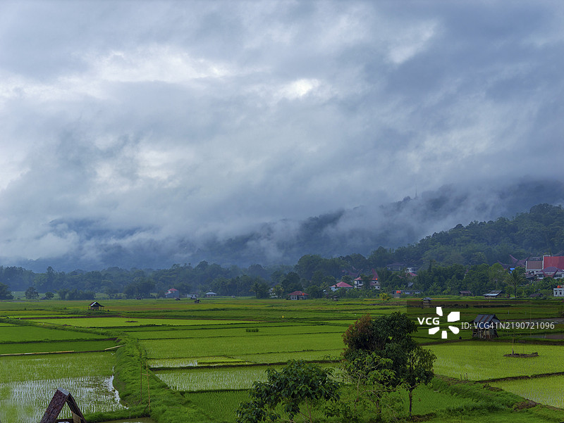 印尼苏拉威西省兰特帕奥塔纳托拉贾的绿色稻田风景图片素材