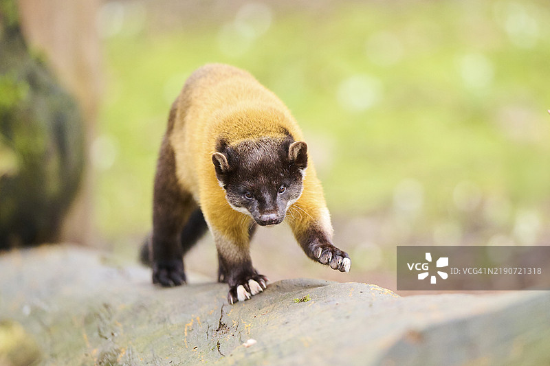 黄喉鼬（Martes flavigula）栖息在德国一棵老树干上，欧洲图片素材