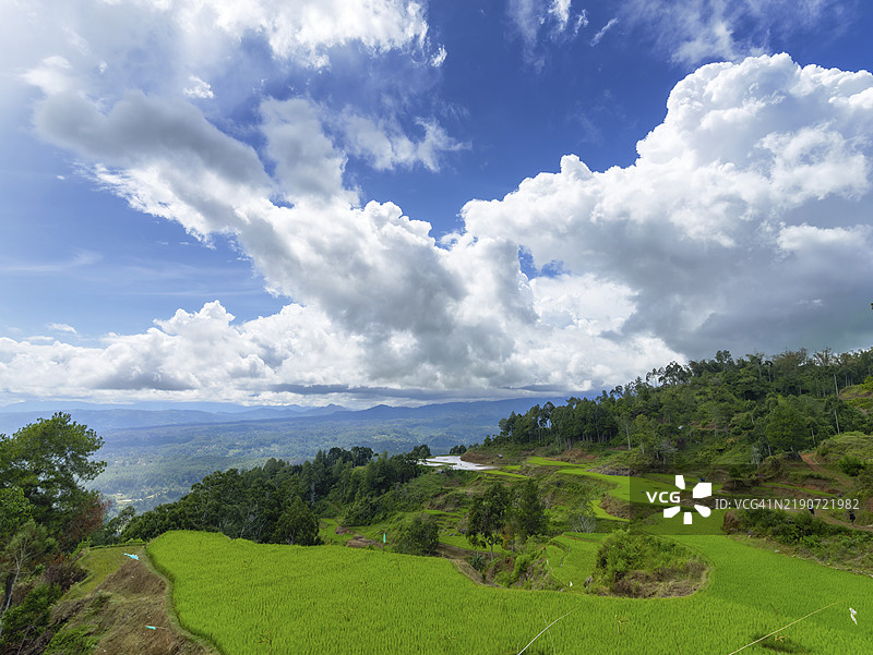 印尼苏拉威西岛塔纳托拉贾的绿色稻田梯田风景图片素材